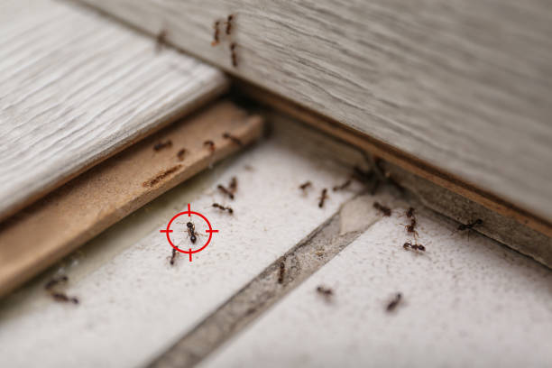 Best Local Pest Control Services  in Marion, OH