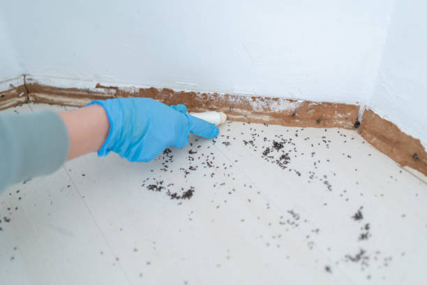 Best Wasp Removal Services  in Marion, OH